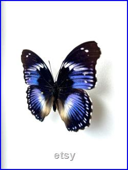 Hypolimnas Salmacis Papillon bleu et blanc naturalisé Spécimen africain rare pour cabinet de curiosités et collection entomologique