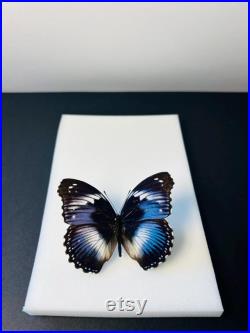 Hypolimnas Salmacis Papillon bleu et blanc naturalisé Spécimen africain rare pour cabinet de curiosités et collection entomologique
