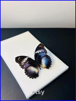 Hypolimnas Salmacis Papillon bleu et blanc naturalisé Spécimen africain rare pour cabinet de curiosités et collection entomologique