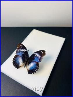 Hypolimnas Salmacis Papillon bleu et blanc naturalisé Spécimen africain rare pour cabinet de curiosités et collection entomologique