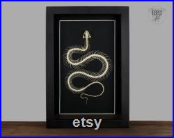 Hypsiscopus plumbea serpentes squelette préparé, véritable serpent encadré nature décoration curiosité gothique
