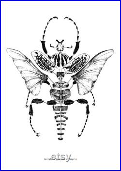 Illustration goliathus goliathus meleagris