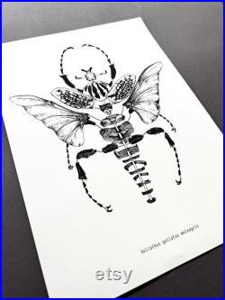 Illustration goliathus goliathus meleagris