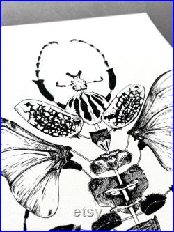 Illustration goliathus goliathus meleagris