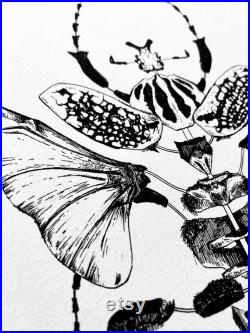 Illustration goliathus goliathus meleagris