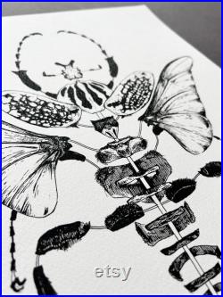 Illustration goliathus goliathus meleagris