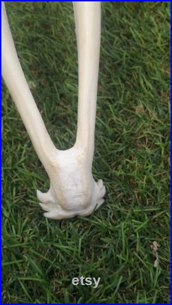Impala skull crâne d' Impala
