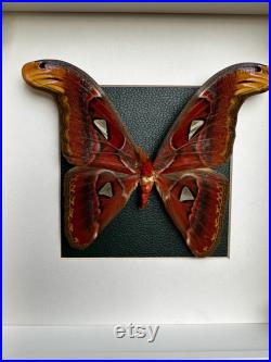 Imposant véritable papillon (Attacus Atlas) sous cadre avec ornements métalliques et fond vert entomologie, curiosité, dark decor
