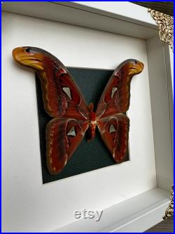 Imposant véritable papillon (Attacus Atlas) sous cadre avec ornements métalliques et fond vert entomologie, curiosité, dark decor