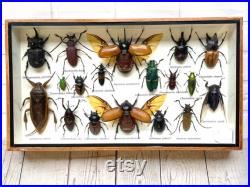 Insecte Display Box Frame Display Case Bug Insect 1