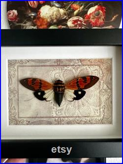 Insecte naturalisé Cigale Gaeana Festiva très jolies couleurs dans un cadre shadowbox cabinet de curiosités, dark decor, entomologie
