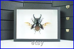 Insecte naturalisé, cadre entomologie Coléoptère Dorcus alcides (mâle)