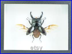 Insecte naturalisé, cadre entomologie Coléoptère Dorcus alcides (mâle)