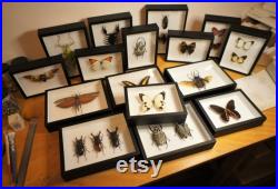 Insecte naturalisé, cadre entomologie Coléoptère Megaloxantha bicolor
