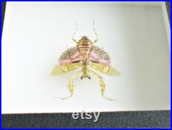 Insecte naturalisé, cadre entomologie Mante Creobroter gemmatus