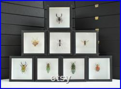Insecte naturalisé, cadre entomologie Mante Creobroter gemmatus