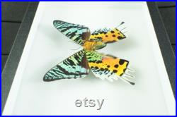 Insecte naturalisé, cadre entomologie Papillon Chrysiridia rhipheus (verso)