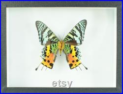Insecte naturalisé, cadre entomologie Papillon Chrysiridia rhipheus (verso)