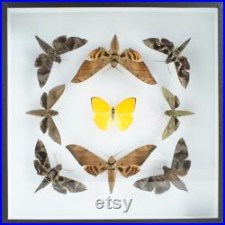 Insecte naturalisé, cadre entomologie Papillons Kaleidoscope de neuf papillons