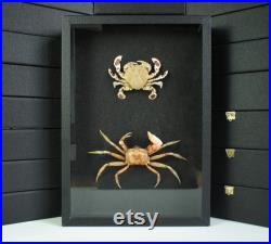 Insecte naturalisé, cadre entomologie crabes duo de crabes