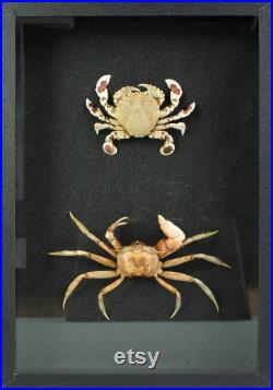 Insecte naturalisé, cadre entomologie crabes duo de crabes