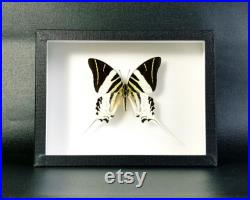 Insecte naturalisé encadré Papillon Graphium androcles (Entomologie, taxidermie) Insecte naturalisé encadré Papillon Graphium androcles (Entomologie, taxidermie)