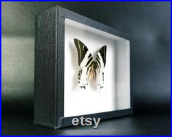 Insecte naturalisé encadré Papillon Graphium androcles (Entomologie, taxidermie) Insecte naturalisé encadré Papillon Graphium androcles (Entomologie, taxidermie)