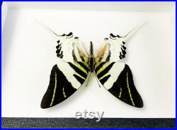 Insecte naturalisé encadré Papillon Graphium androcles (Entomologie, taxidermie) Insecte naturalisé encadré Papillon Graphium androcles (Entomologie, taxidermie)