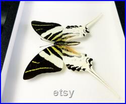 Insecte naturalisé encadré Papillon Graphium androcles (Entomologie, taxidermie) Insecte naturalisé encadré Papillon Graphium androcles (Entomologie, taxidermie)