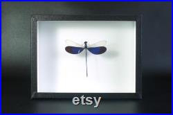 Insecte naturalisé et encadré, Libellule Neurobasis kaupi (mâle) Entomologie, insecte, taxidermie, curiosité