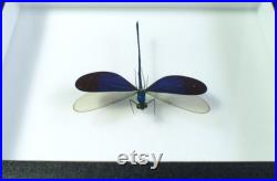 Insecte naturalisé et encadré, Libellule Neurobasis kaupi (mâle) Entomologie, insecte, taxidermie, curiosité