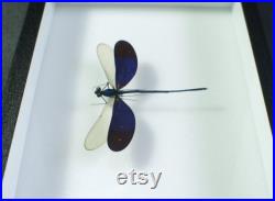 Insecte naturalisé et encadré, Libellule Neurobasis kaupi (mâle) Entomologie, insecte, taxidermie, curiosité