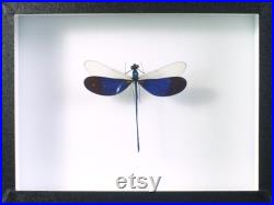 Insecte naturalisé et encadré, Libellule Neurobasis kaupi (mâle) Entomologie, insecte, taxidermie, curiosité