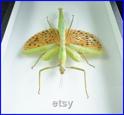 Insecte naturalisé et encadré Phasme Paracyphocrania major (femelle) Entomologie, taxidermie, curiosité