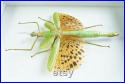 Insecte naturalisé et encadré Phasme Paracyphocrania major (femelle) Entomologie, taxidermie, curiosité