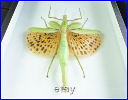 Insecte naturalisé et encadré Phasme Paracyphocrania major (femelle) Entomologie, taxidermie, curiosité
