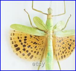 Insecte naturalisé et encadré Phasme Paracyphocrania major (femelle) Entomologie, taxidermie, curiosité