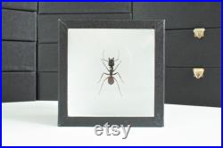 Insecte naturalisé sous cadre Fourmis Dinomyrmex gigas (Entomologie, taxidermie) Insecte naturalisé sous cadre Fourmis Dinomyrmex gigas (Entomologie, taxidermie)