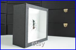Insecte naturalisé sous cadre Fourmis Dinomyrmex gigas (Entomologie, taxidermie) Insecte naturalisé sous cadre Fourmis Dinomyrmex gigas (Entomologie, taxidermie)