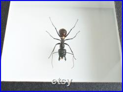 Insecte naturalisé sous cadre Fourmis Dinomyrmex gigas (Entomologie, taxidermie) Insecte naturalisé sous cadre Fourmis Dinomyrmex gigas (Entomologie, taxidermie)