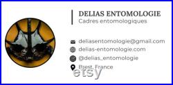 Insecte naturalisé sous cadre Fourmis Dinomyrmex gigas (Entomologie, taxidermie) Insecte naturalisé sous cadre Fourmis Dinomyrmex gigas (Entomologie, taxidermie)