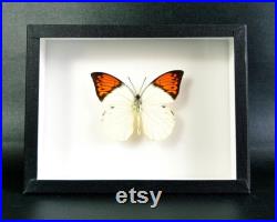 Insecte naturalisé sous cadre Papillon Hebomoia glaucippe (mâle) (Entomologie, taxidermie curiosité) Insecte naturalisé sous cadre Papillon Hebomoia glaucippe (mâle) (Entomologie, taxidermie curiosité)