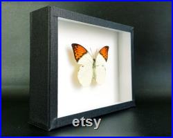 Insecte naturalisé sous cadre Papillon Hebomoia glaucippe (mâle) (Entomologie, taxidermie curiosité) Insecte naturalisé sous cadre Papillon Hebomoia glaucippe (mâle) (Entomologie, taxidermie curiosité)