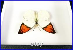 Insecte naturalisé sous cadre Papillon Hebomoia glaucippe (mâle) (Entomologie, taxidermie curiosité) Insecte naturalisé sous cadre Papillon Hebomoia glaucippe (mâle) (Entomologie, taxidermie curiosité)