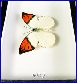 Insecte naturalisé sous cadre Papillon Hebomoia glaucippe (mâle) (Entomologie, taxidermie curiosité) Insecte naturalisé sous cadre Papillon Hebomoia glaucippe (mâle) (Entomologie, taxidermie curiosité)