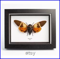Insecte naturalisé sous cadre, cabinet de curiosité entomologie
