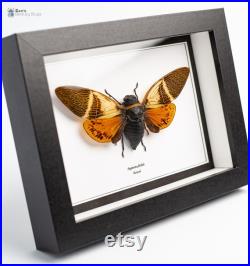 Insecte naturalisé sous cadre, cabinet de curiosité entomologie