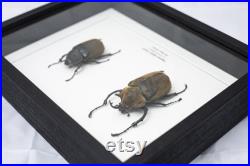 Insecte naturalisé sous cadre, cabinet de curiosité entomologie