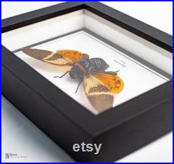 Insecte naturalisé sous cadre, cabinet de curiosité entomologie