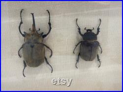Insecte naturalisé sous cadre scarabée